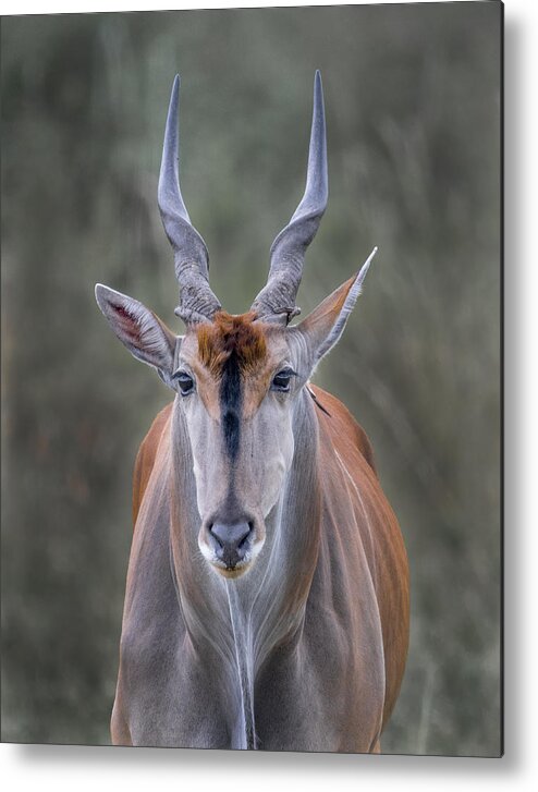 Horned Metal Print featuring the photograph Eland by Russell Burden