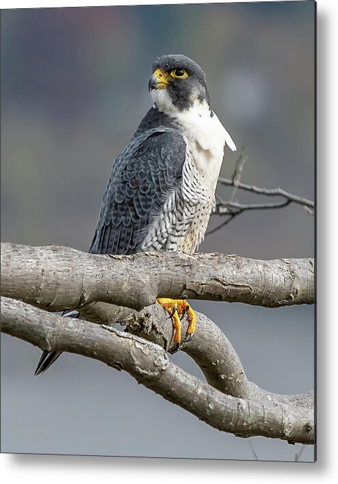 Autumn Metal Print featuring the photograph Falcon in Autumn by Kevin Suttlehan