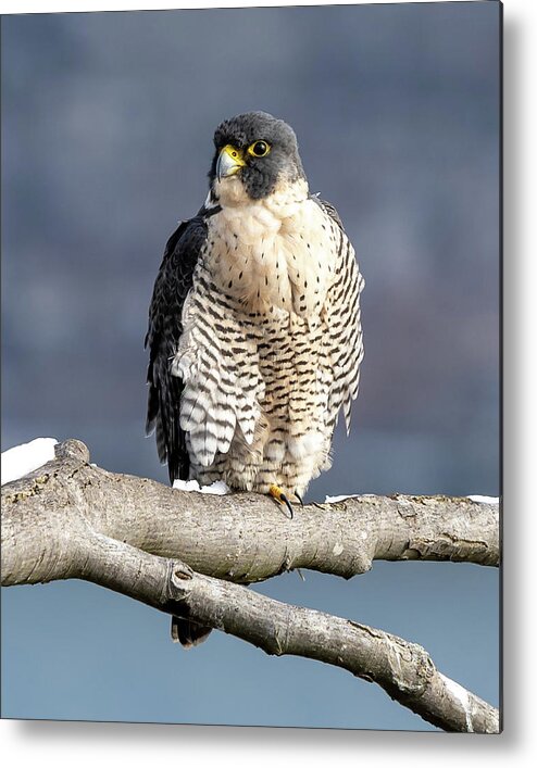 Birds Metal Print featuring the photograph Falcon in Winter-1 by Kevin Suttlehan