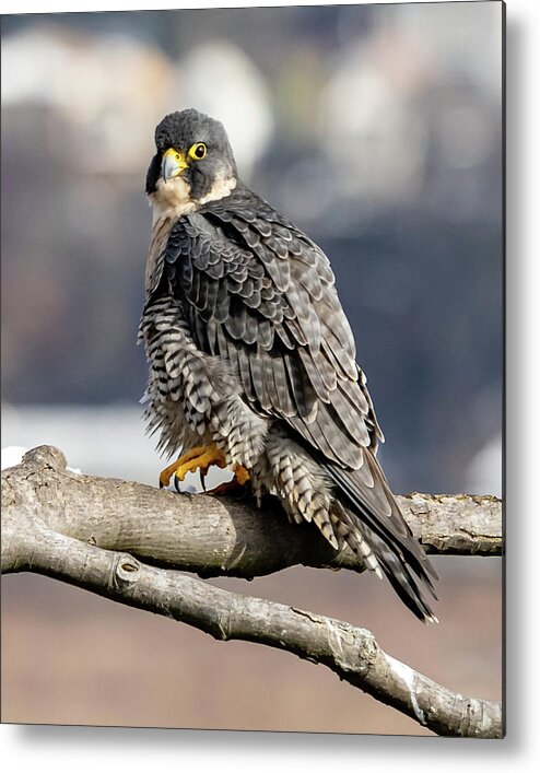 Birds Metal Print featuring the photograph Falcon in Winter-2 by Kevin Suttlehan