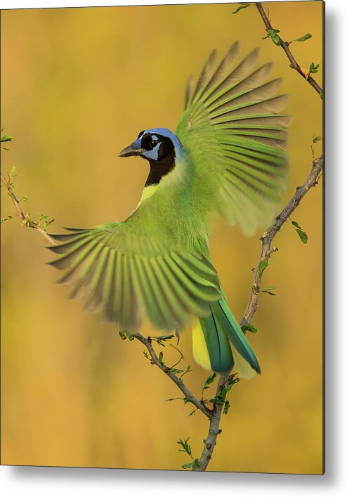 Green Jay Metal Print featuring the photograph Fan Dancer by Christopher Ciccone