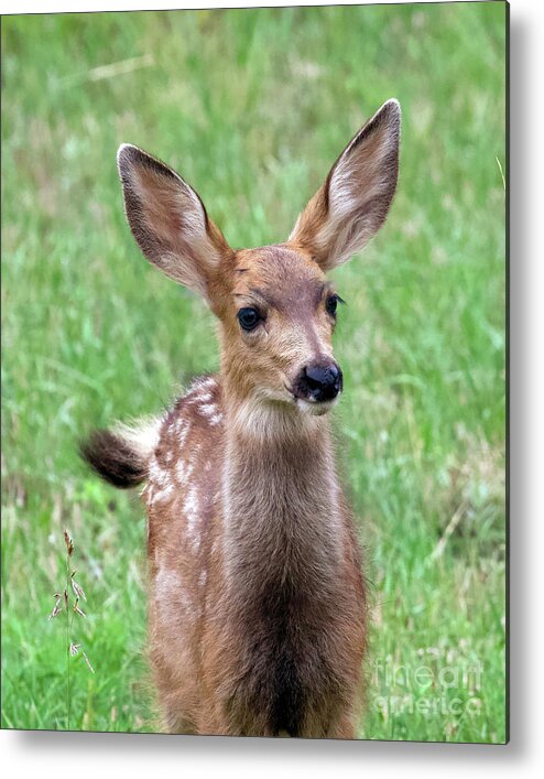Fawn Metal Print featuring the photograph Fawn by Shirley Dutchkowski