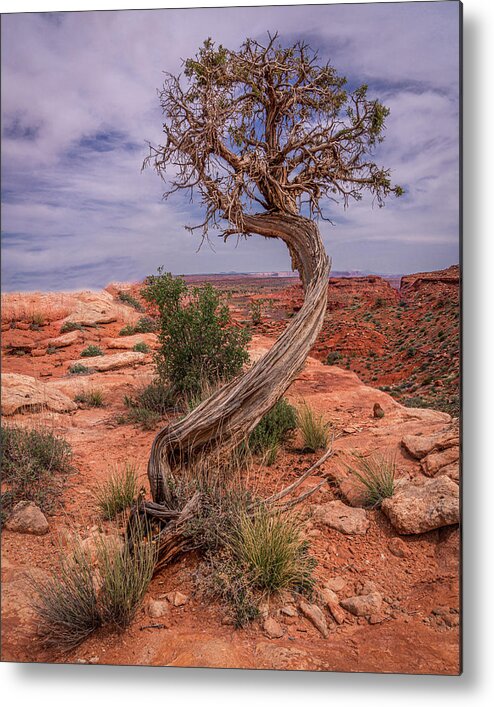 Tree Metal Print featuring the photograph February 2020 Lone Tree by Alain Zarinelli