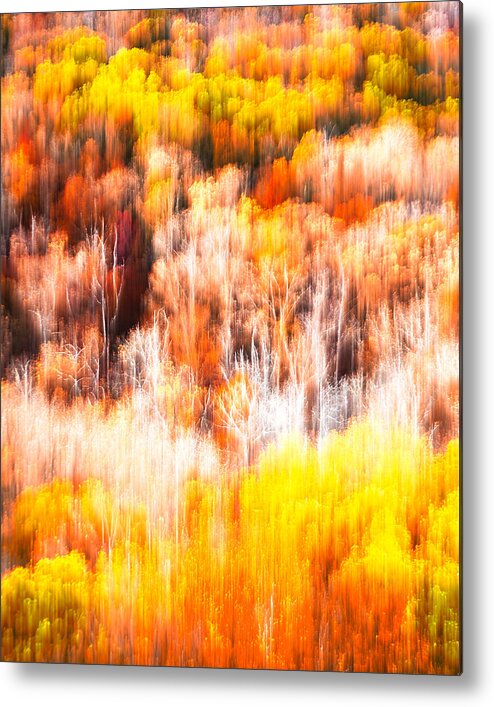 Trees Metal Print featuring the photograph Fiber Optic Foliage by Tom Gehrke