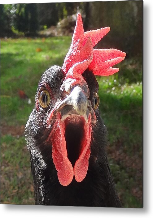 Hen Metal Print featuring the photograph Funny Hen by Joelle Philibert