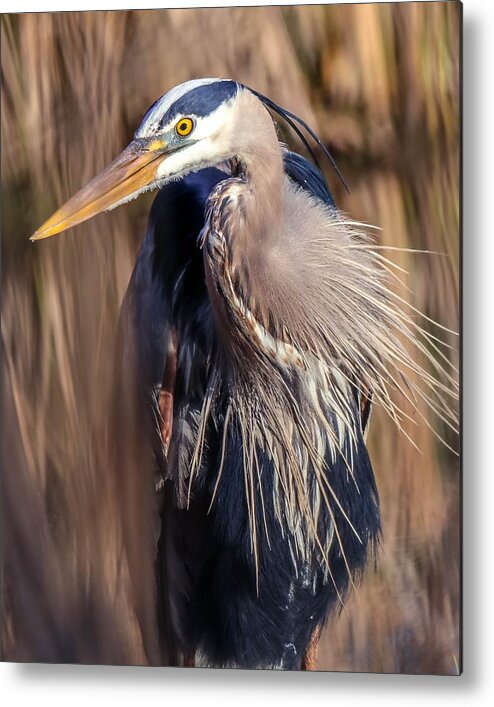Bird Metal Print featuring the photograph Great Blue Heron Portrait I by Susan Rydberg