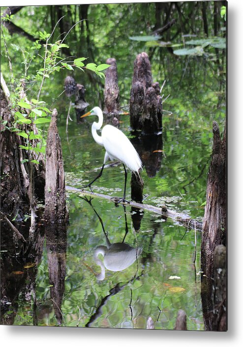 Great Egret Metal Print featuring the photograph Great Egret Amidst the Cypress Knees by David T Wilkinson
