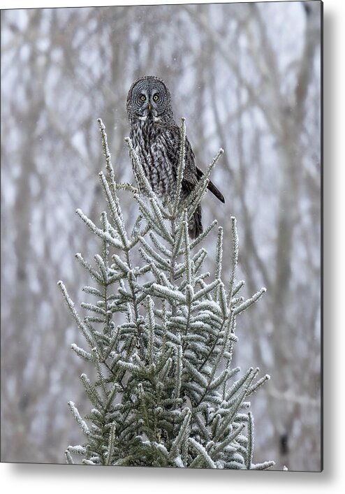 Great Grey Owl Metal Print featuring the photograph Great Grey by James Overesch