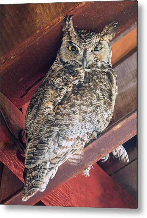 Loree Johnson Photography Metal Print featuring the photograph Great Horned Barn Owl by Loree Johnson