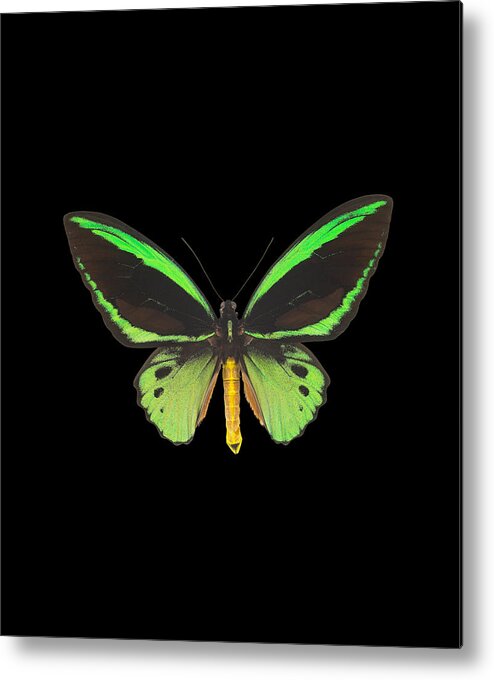 Green Butterfly Metal Print featuring the digital art Green Butterfly Gifts by Caterina Christakos