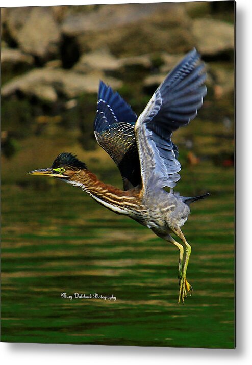 Bird Metal Print featuring the photograph Green Heron in Flight by Mary Walchuck