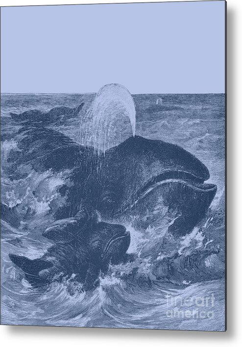 Whale Metal Print featuring the digital art Greenland Whales by Madame Memento