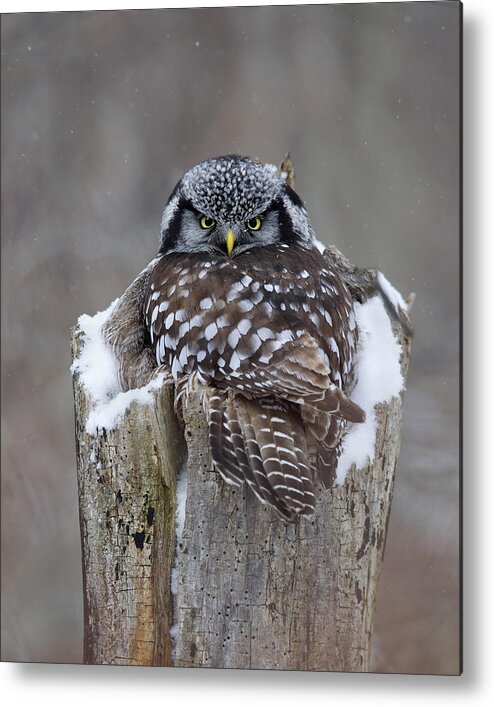Northern Hawk Owl Metal Print featuring the photograph Hawk Owl by Timothy McIntyre