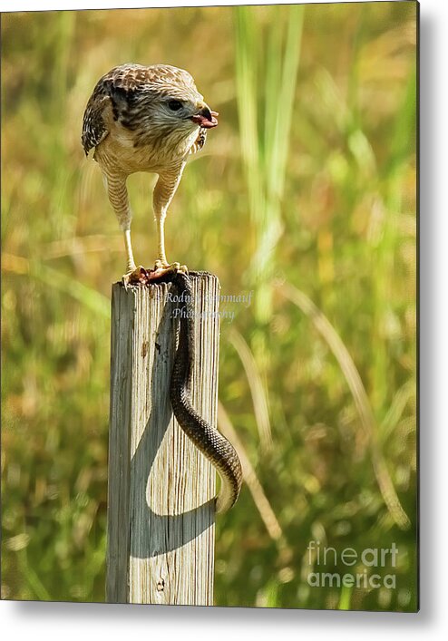 Snake Metal Print featuring the photograph Hawk snacking on a snake by Rodney Cammauf
