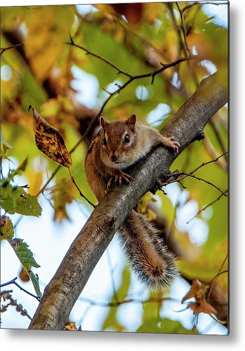 Animal Metal Print featuring the photograph Hello There by Cathy Kovarik