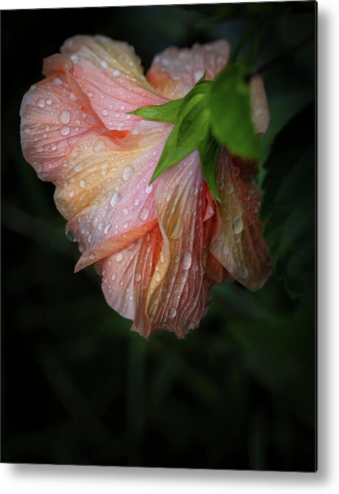 Bloom Metal Print featuring the photograph Hibiscus After Rain by M Kathleen Warren