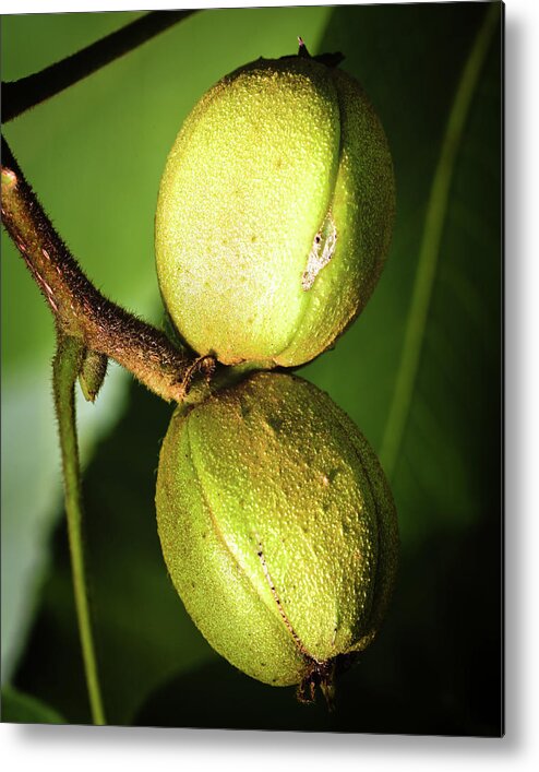 Hickory Metal Print featuring the photograph Hickory Nuts by Steven Nelson