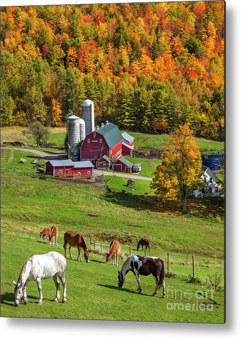 Autumn Metal Print featuring the photograph Horses Grazing in Autumn by Brian Jannsen