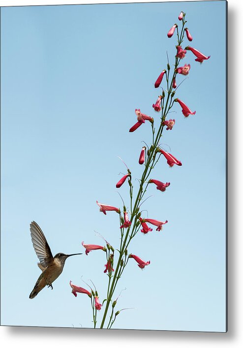 Hummingbird Metal Print featuring the photograph Hummingbird 2 by Stephen Holst