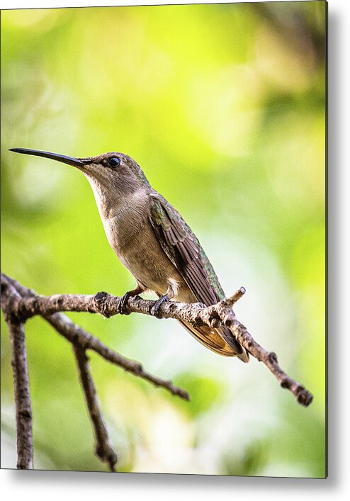 Hill Country Metal Print featuring the photograph Hummingbird on Branch by Erin K Images