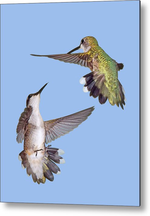 Hummingbirds Metal Print featuring the photograph Hummingbirds - Defensive Dance by Nikolyn McDonald