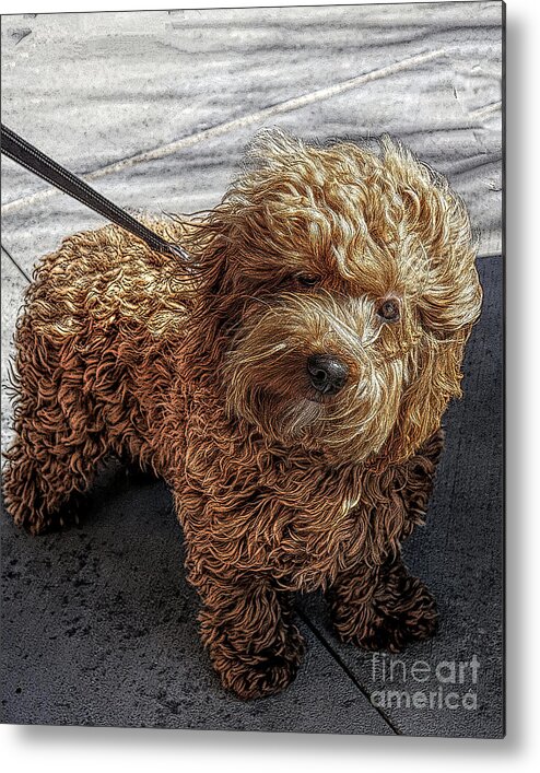 Dogs Metal Print featuring the digital art Hudson in the Wind by Deb Nakano