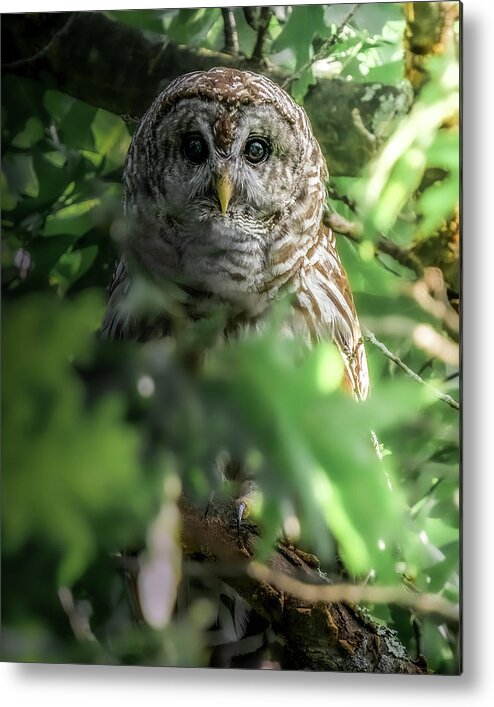 Barred Owl Metal Print featuring the photograph In The Dark by James Overesch