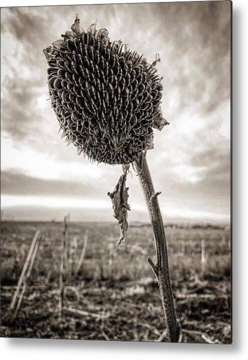 Iphonography Metal Print featuring the photograph iPhonography Sunflower 2 by Julie Powell