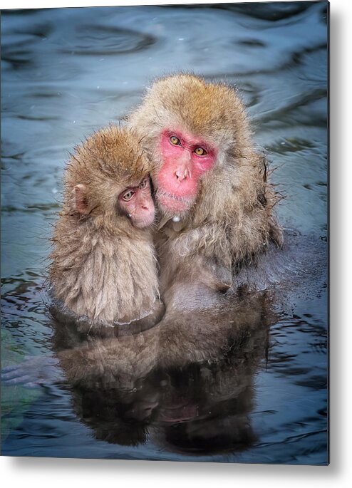 Japan Metal Print featuring the photograph Japanese Snow Monkey Mom and Baby II by Joan Carroll