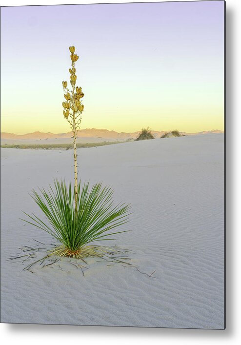 New Mexico Metal Print featuring the photograph June 2020 Yucca by Alain Zarinelli