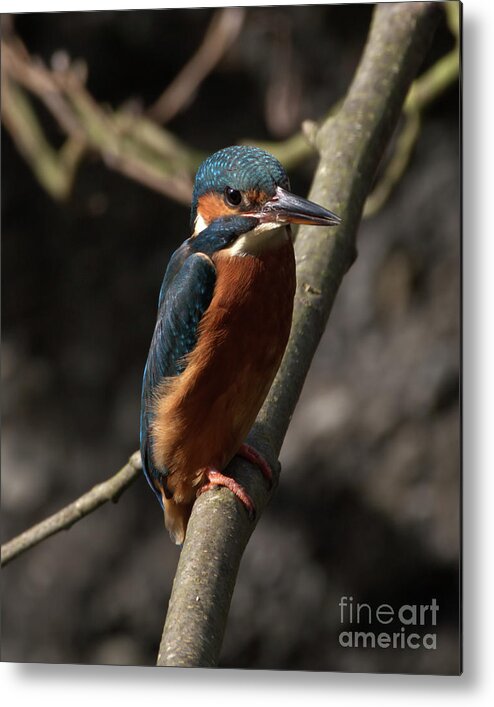 Nature Metal Print featuring the photograph Kingfisher resting by Stephen Melia