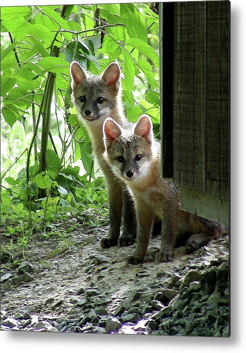 Kit Fox Metal Print featuring the photograph Kit Fox16 by Torie Tiffany