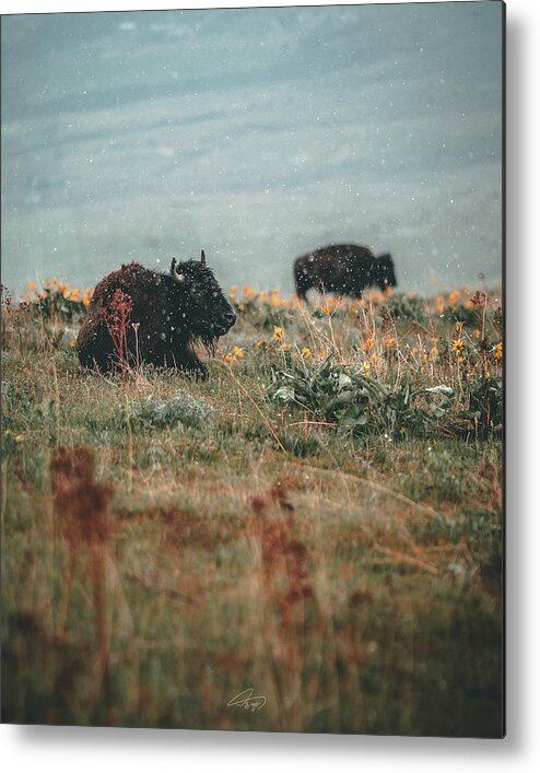  Metal Print featuring the photograph Lazy Bison by William Boggs