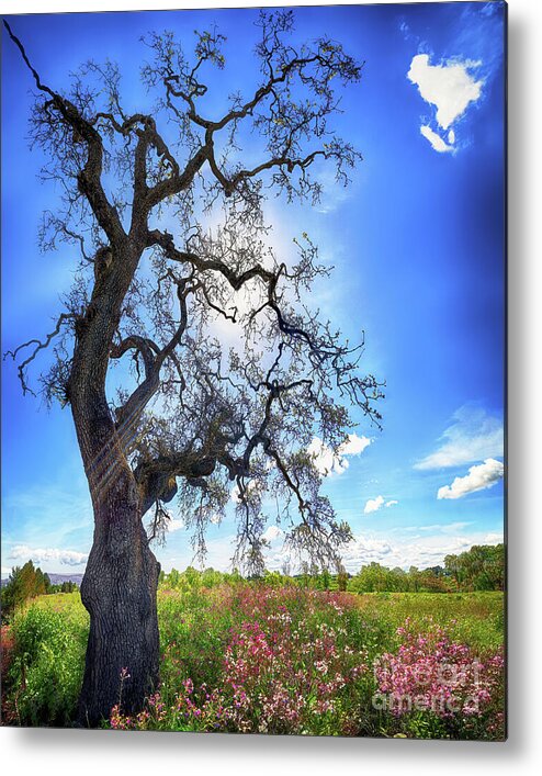 Trees Metal Print featuring the photograph LIGHT AND LIFE, California by Don Schimmel