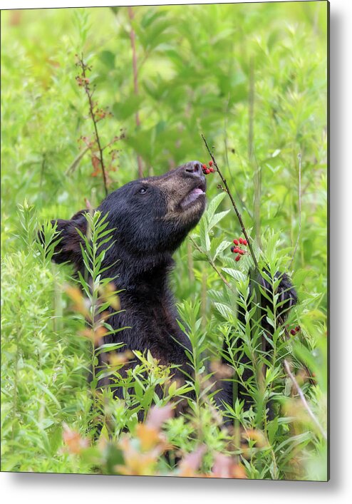 Black Bear Metal Print featuring the photograph Little Berry Eater - Black Bear Yearling by Susan Rissi Tregoning