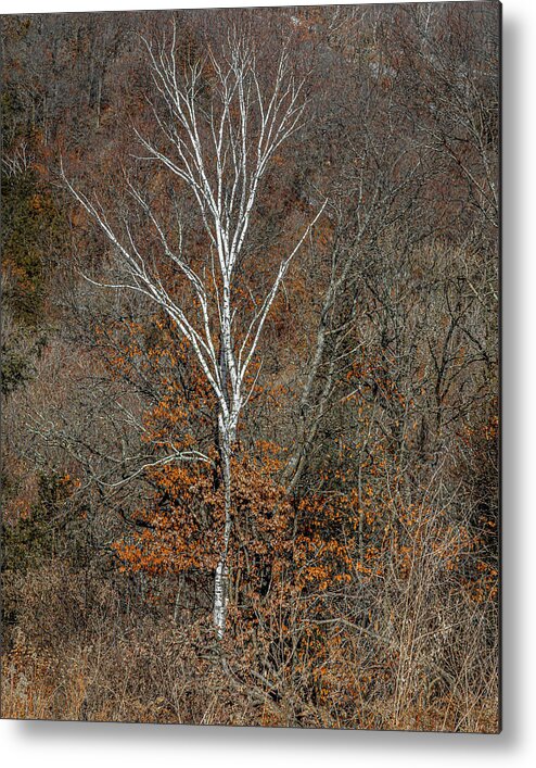 Nature Metal Print featuring the photograph Lone Birch by Kevin Argue