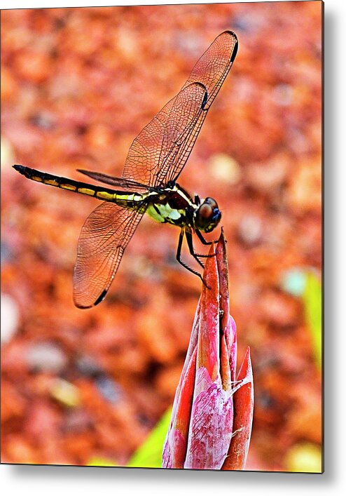 Dragonfly Metal Print featuring the photograph Lovely Dragonfly by Bill Barber