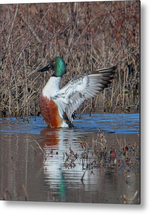 Nature Metal Print featuring the photograph Male Northern Shoveler Drying off after Bathing DWF0235 by Gerry Gantt