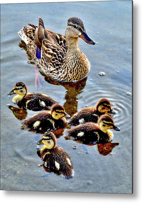 Baby Ducks Metal Print featuring the photograph Mama by Susie Loechler