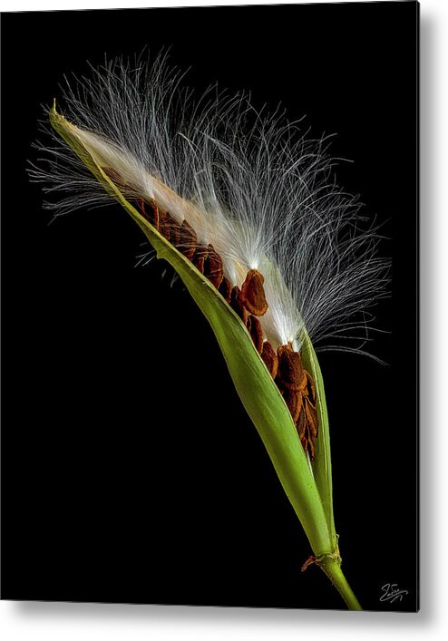 Milkweed Metal Print featuring the photograph Milkweed Pod 3 by Endre Balogh