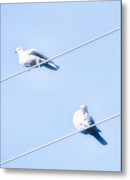 Perch Metal Print featuring the photograph Misty Doves by Judy Kennedy