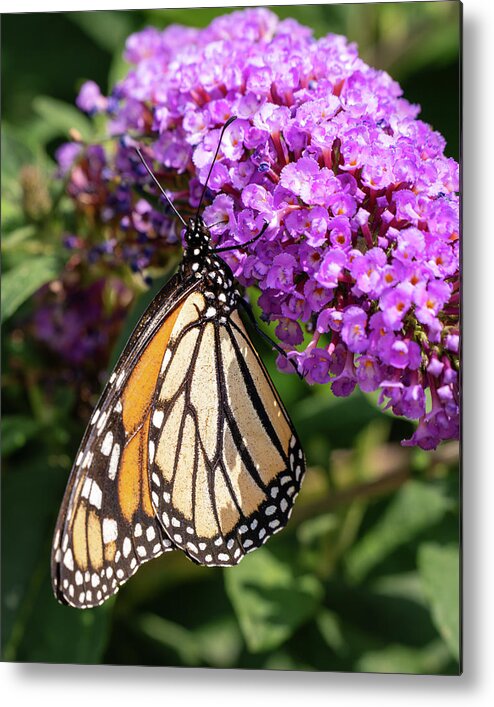 Butterfly Bush Pink Delight Metal Print featuring the photograph Monarch in the Garden by Jason Fink