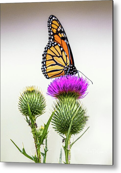 Monarch Butterfly Metal Print featuring the photograph Monarch on Thistle #2 by Pam DeCamp