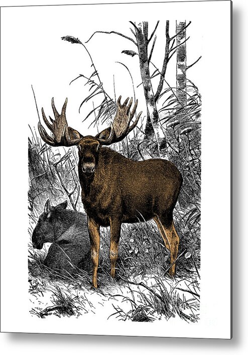 Moose Metal Print featuring the digital art Moose family by Madame Memento