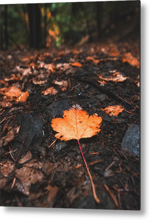Canada Metal Print featuring the photograph Natures Breadcrumbs by Carmen Kern