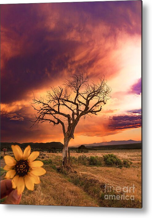 Taos Metal Print featuring the photograph New Mexico Heaven by Elijah Rael