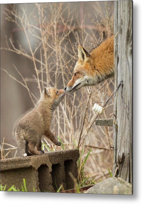 Red Fox Metal Print featuring the photograph Nose To Nose by Everet Regal
