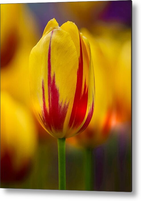 Flame Metal Print featuring the photograph Olympic Flame Tulip by Susan Rydberg
