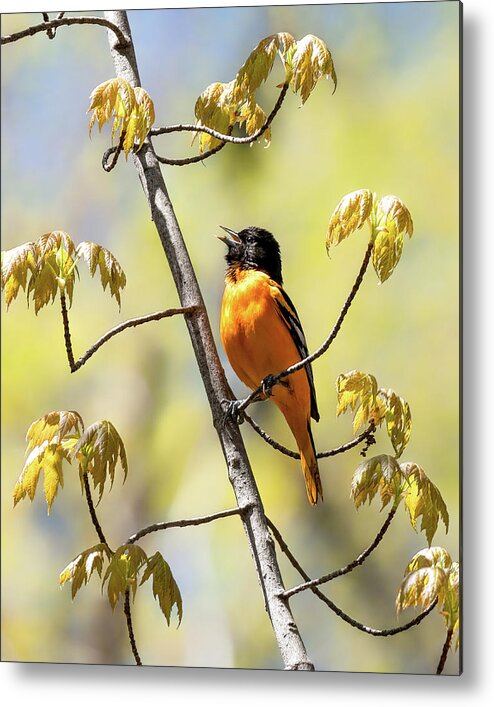 Baltimore Oriole Metal Print featuring the photograph Oriole by James Overesch