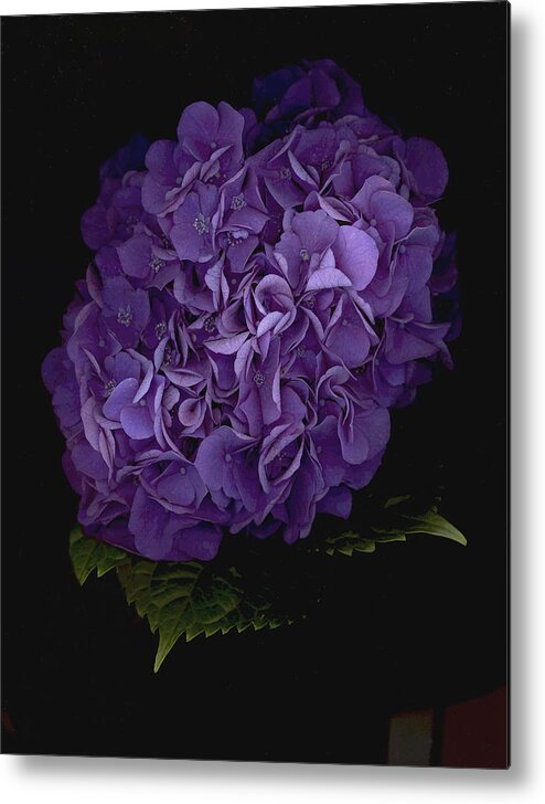 Hydrangea Metal Print featuring the photograph Out of the Shadows by Suzanne Gaff